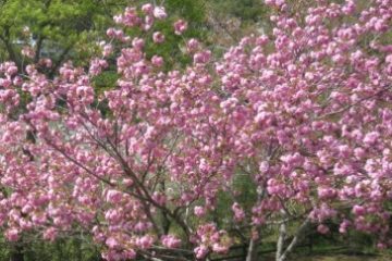 瀬戸口公園