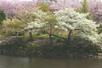 新長島川・新左近川親水公園