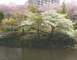 新長島川・新左近川親水公園