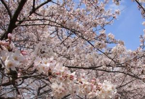 東葛西さくら公園