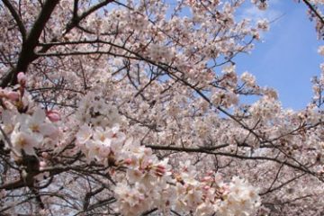 東葛西さくら公園