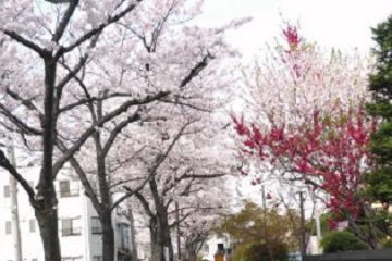 親水さくら街道 佐倉街道