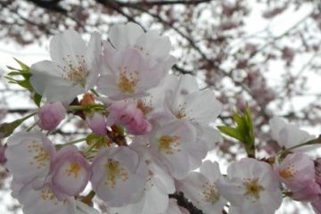 中新井川児童遊園