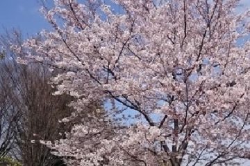 滝野川公園