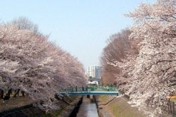 善福寺川緑地・和田掘公園