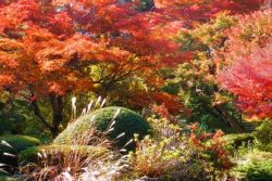 甘泉園公園 紅葉