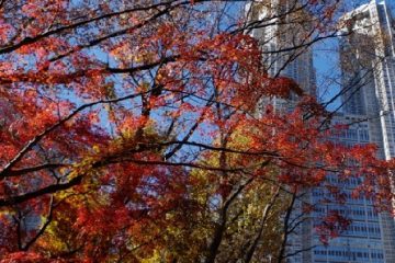 新宿中央公園