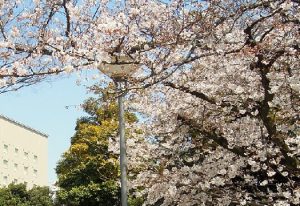 目白台運動公園