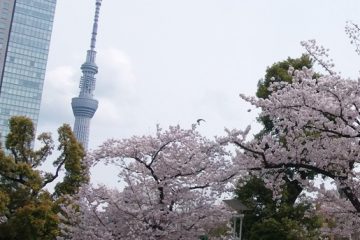 錦糸公園