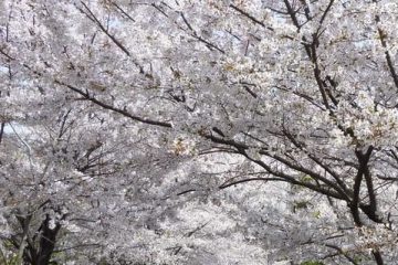 浜町公園