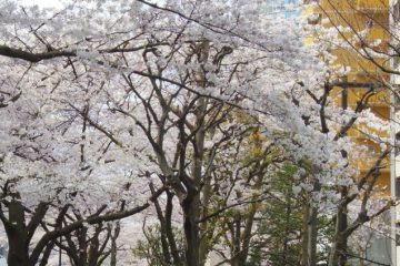 浜町川緑道