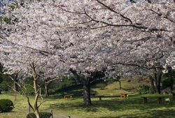 旧芝離宮恩賜庭園