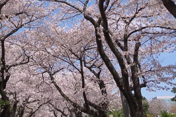 青山霊園