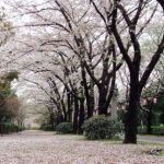 海上公園・辰巳の森緑道公園