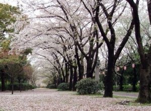 海上公園・辰巳の森緑道公園