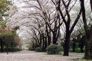 海上公園・辰巳の森緑道公園