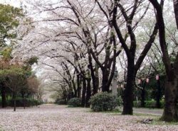 海上公園・辰巳の森緑道公園