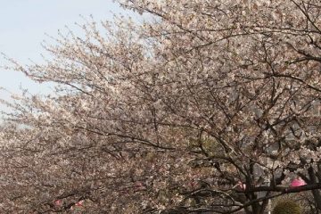 仙台堀川公園