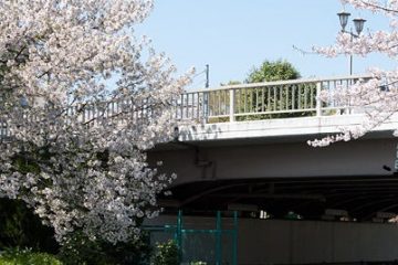 横十間川親水公園