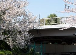 横十間川親水公園