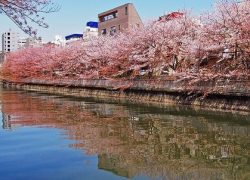 大横川護岸千石