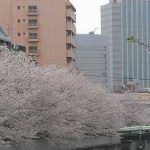 大横川護岸牡丹