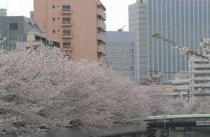 大横川護岸牡丹