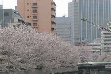 大横川護岸牡丹