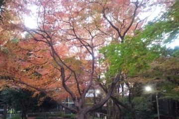 下落合野鳥の森公園