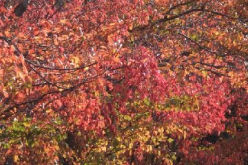 神田上水公園