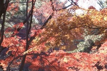 駒沢公園