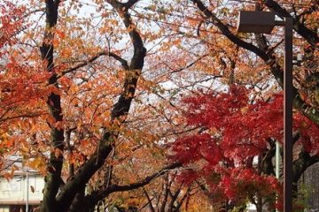 呑川本流緑道