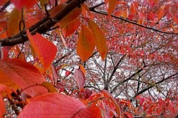 旧中川水辺公園